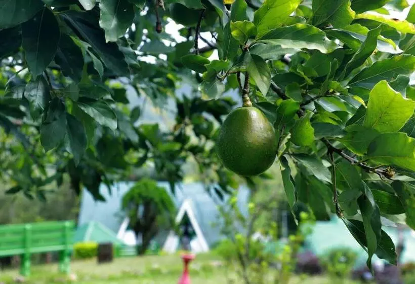 Отель Camelot Resort