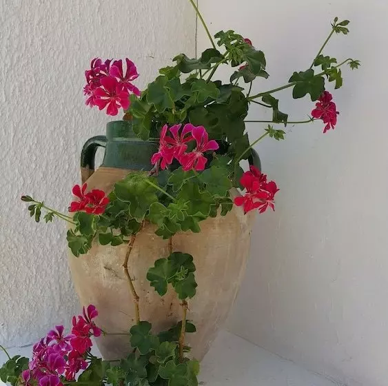 ホテル Sultan Palas