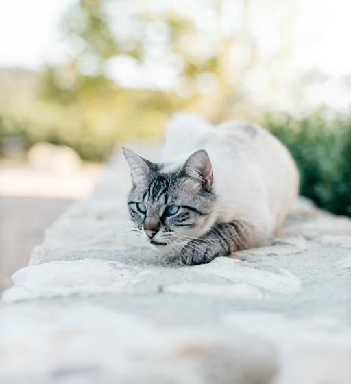 مبيت وإفطار Domaine Perréal Chambres D Hôtes