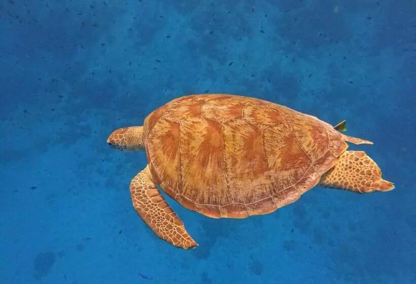 پانسیون Beach Walk Villa Maldives