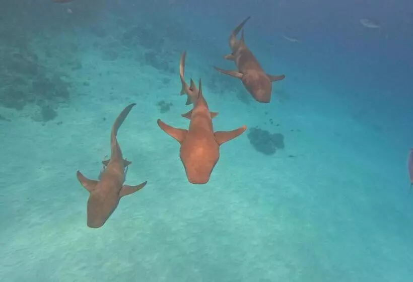 پانسیون Beach Walk Villa Maldives