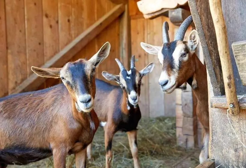 Hotelli Alpin Family Resort Seetal