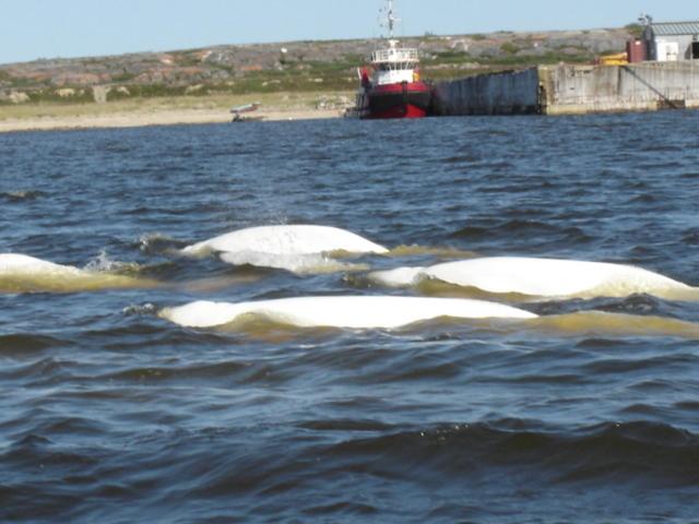 هتل Bear Country Inn