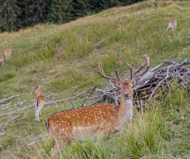 Hotelli Puitalm   Natur I Apart I