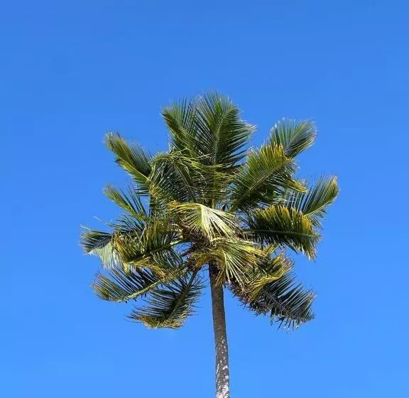 تختخواب و صبحانه Raalhu Dhangethi