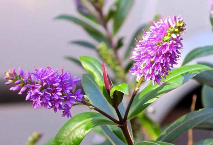 هاستل Hospedaje Mi Rincón El Chaltén