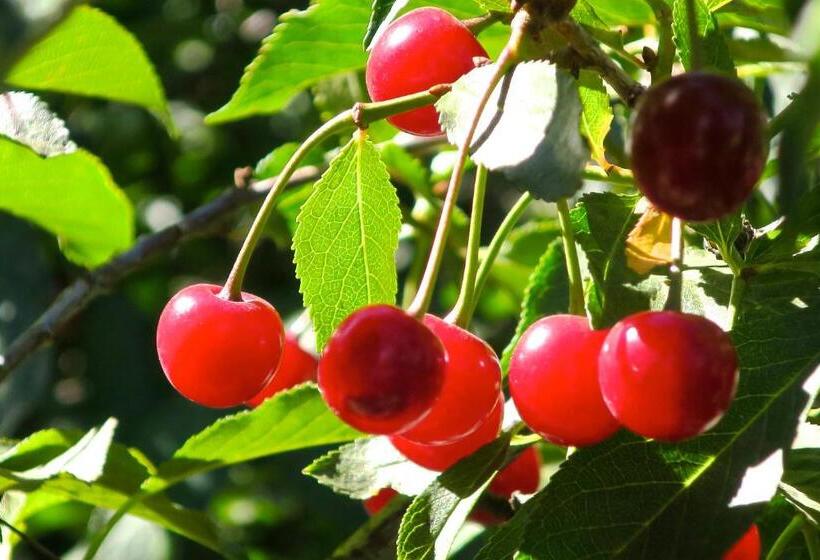 هاستل Hospedaje Mi Rincón El Chaltén