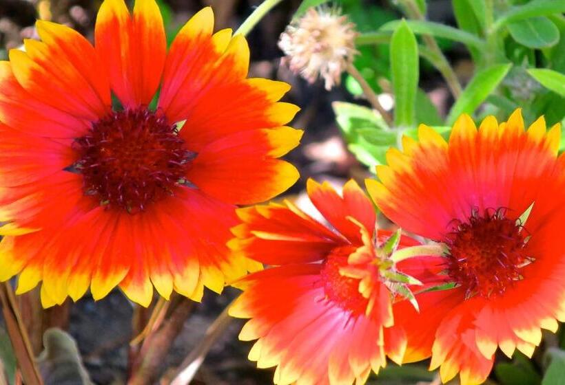 هاستل Hospedaje Mi Rincón El Chaltén