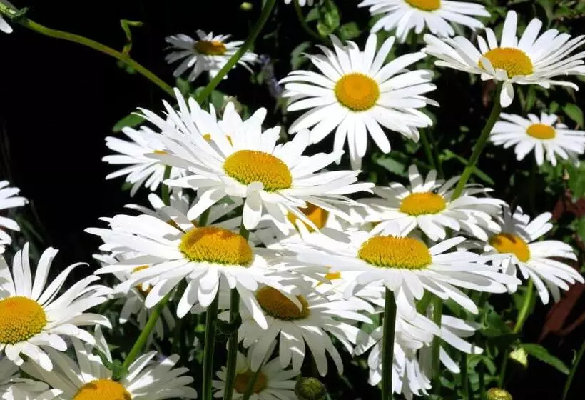 هاستل Hospedaje Mi Rincón El Chaltén