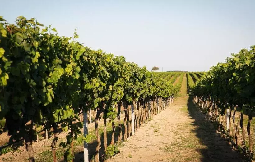 ベッドアンドブレックファースト Weingut Und Gästehaus Salzl