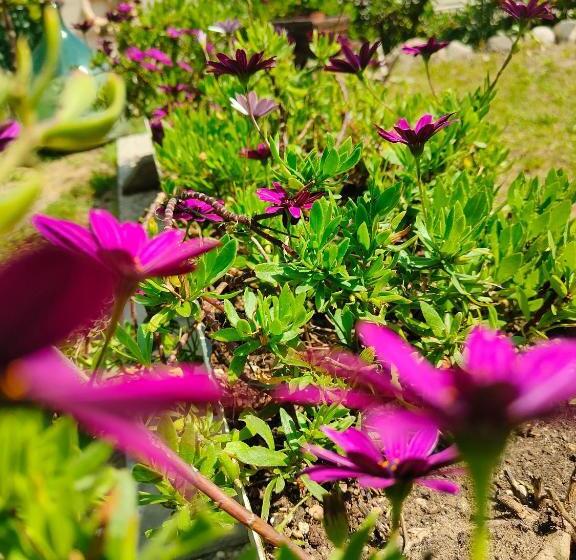 פנסיון Blue Room