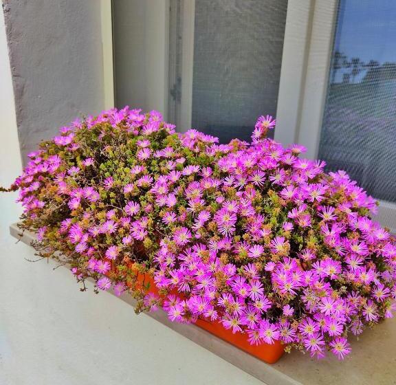 פנסיון Blue Room