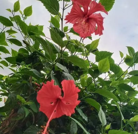 Majatalo Fishmini Room & Breakfast