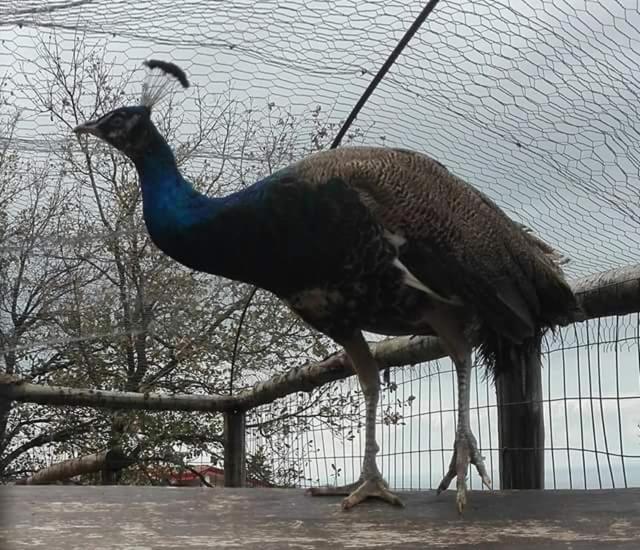 Отель Agriturismo Agri Armonia