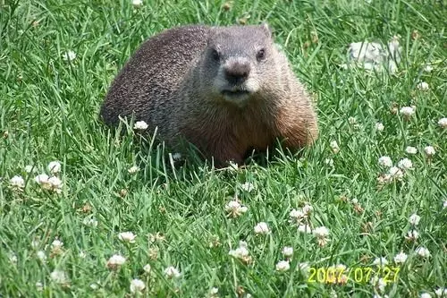 هتل Les Falaises Ski-in Ski-out Condo