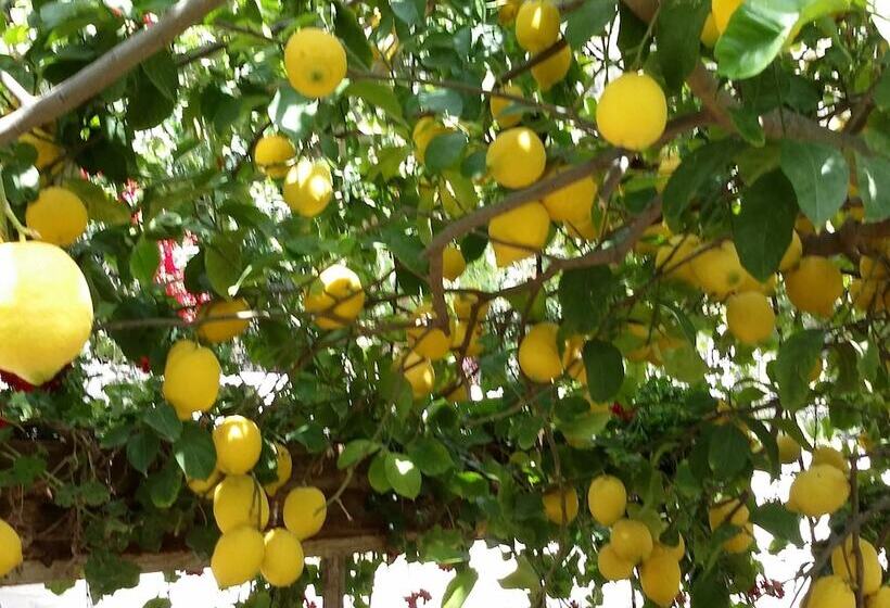 Exclusive Cottage In S West Crete In A Quiet Olive Grove Near The Sea