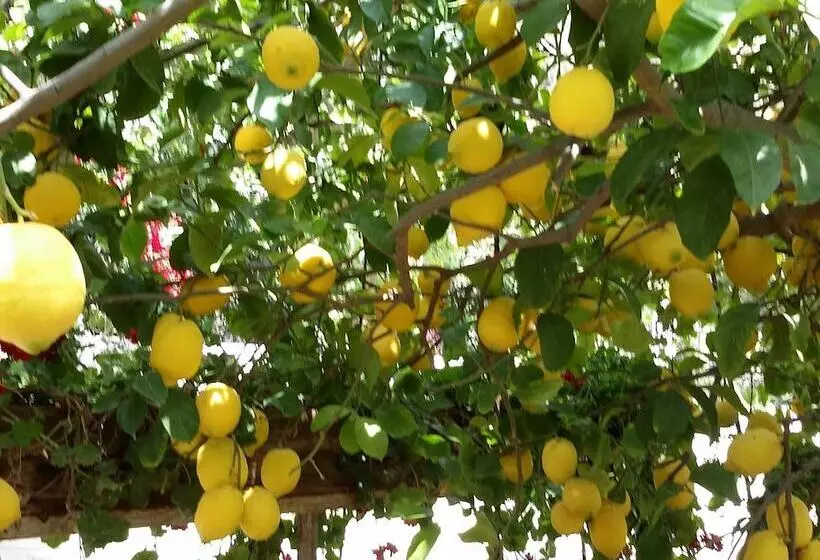 Exclusive Cottage In S West Crete In A Quiet Olive Grove Near The Sea