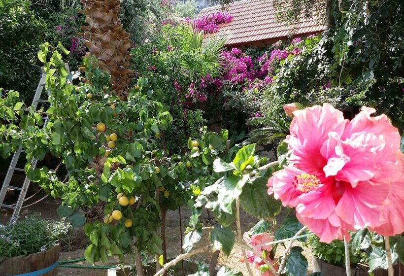 Exclusive Cottage In S West Crete In A Quiet Olive Grove Near The Sea