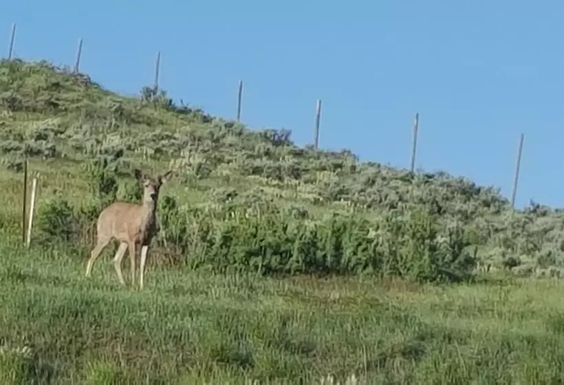 Wild Skies Cabin Rentals In Craig