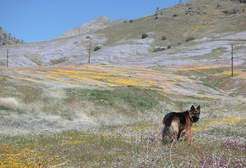 Мотель Piazza S Pine Cone Inn