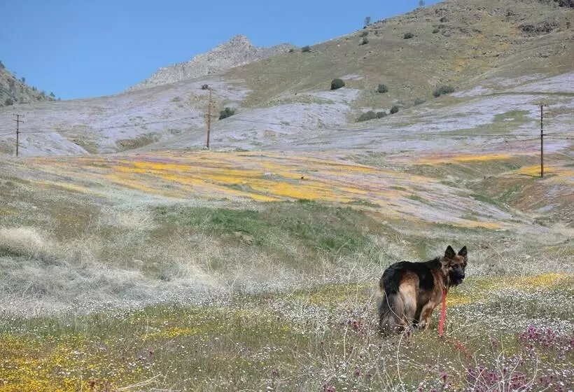 Motelli Piazza S Pine Cone Inn
