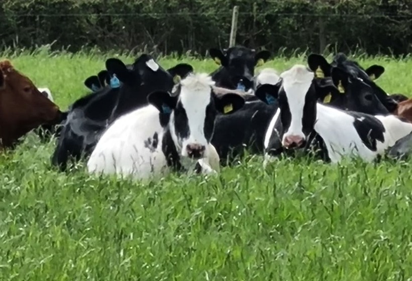 Paddock Cottage Thorpe Arnold, Melton Mowbray