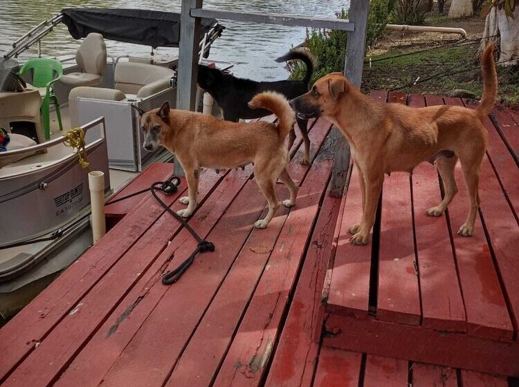 تختخواب و صبحانه River Bend Resort Belize