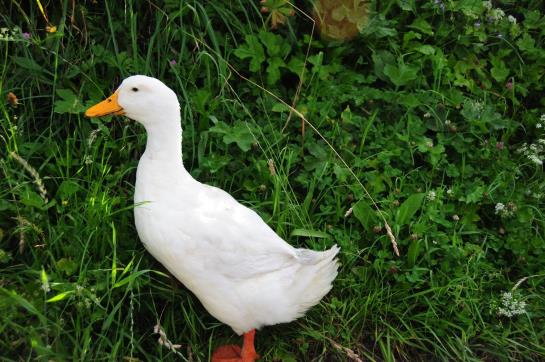 Bauernhof Vorderaltensberg