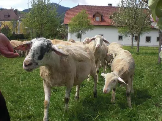 Bauernhof Waldbauer