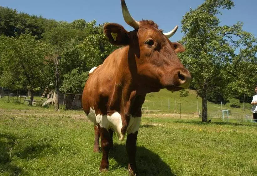 فندق Gasthofladen Schneeweiss