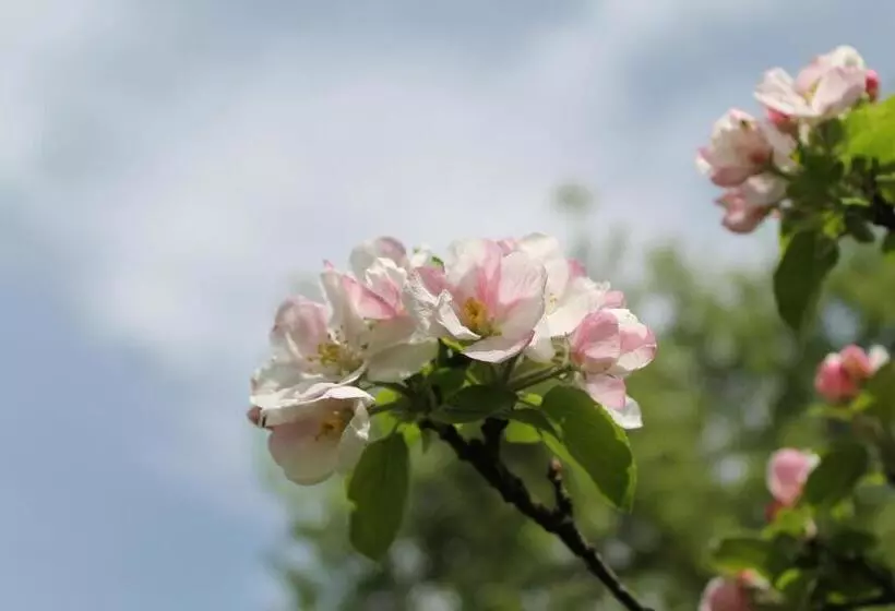 ホテル Hochsteg Gütl | Traunsee Salzkammergut