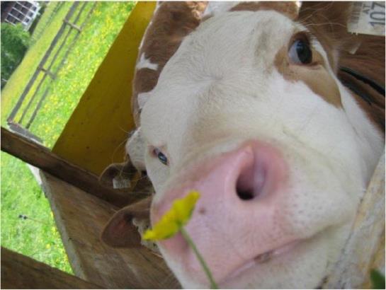 בית מלון כפרי Wachhof