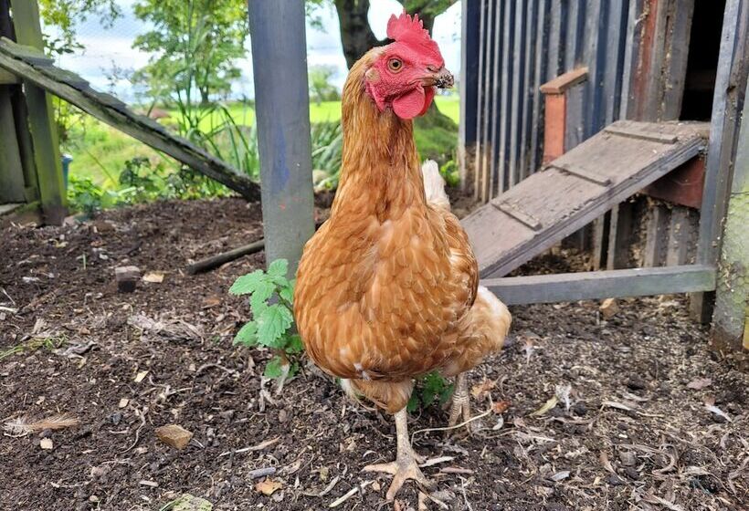 Cosy Wood Cabin In Rural Area Near National Park