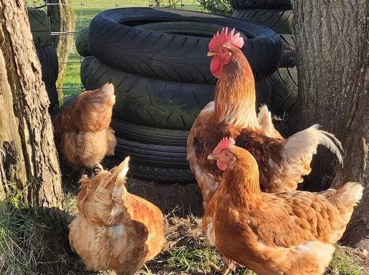 Cosy Wood Cabin In Rural Area Near National Park