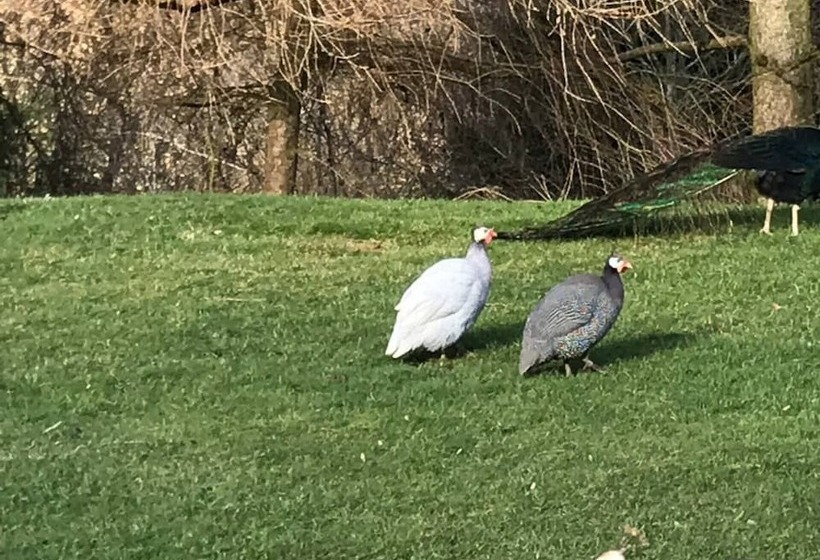 The Shepherds Hut At Hafoty Boeth