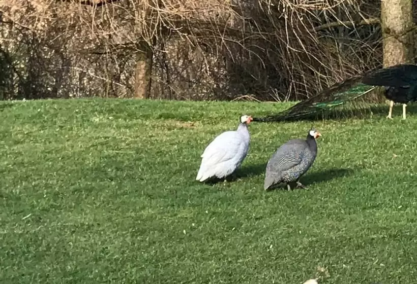 The Shepherds Hut At Hafoty Boeth