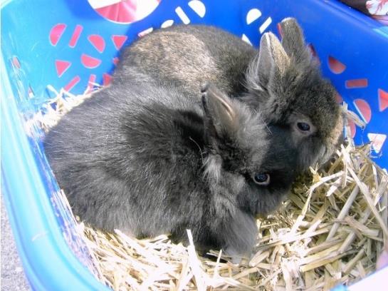 Bauernhof Oberhasling