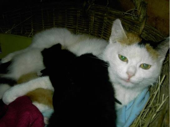 Bauernhof Oberhasling