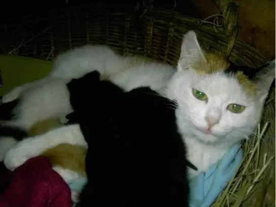 Bauernhof Oberhasling