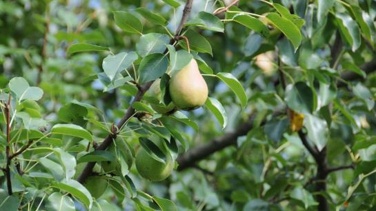 Bauernhof Pulvererhof