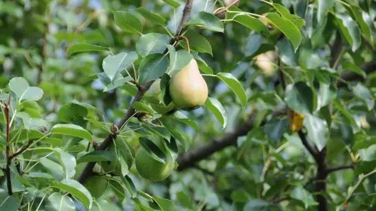 Bauernhof Pulvererhof