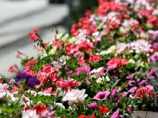 هتل Landhaus Carla