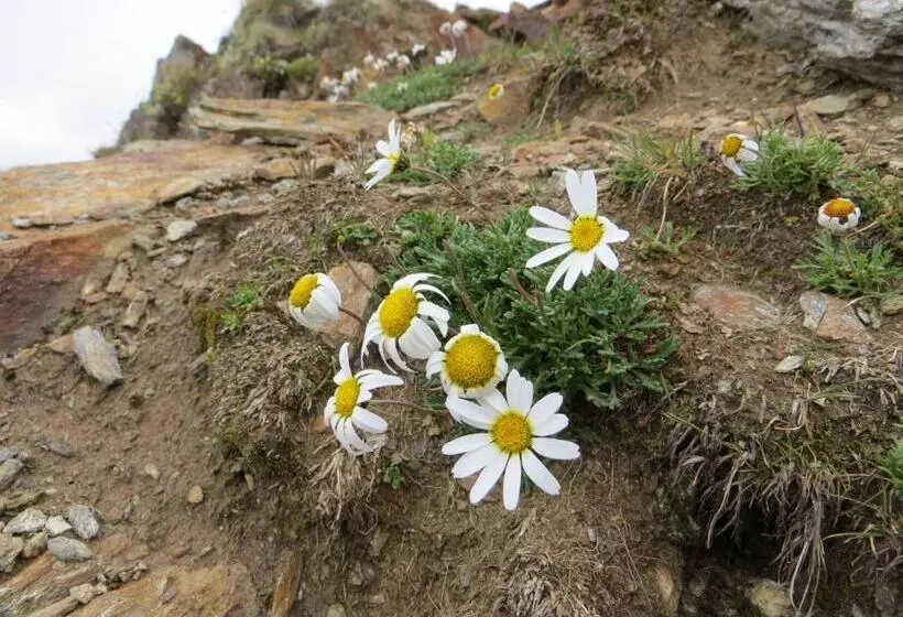 Отель Jennys Schlössl