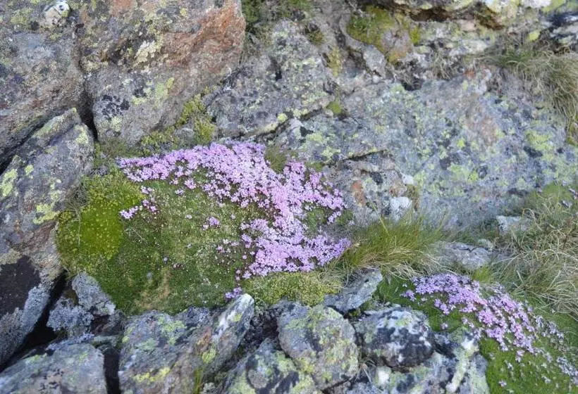 Отель Jennys Schlössl