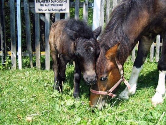 Отель Sagenschneider