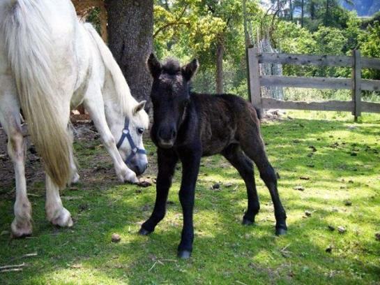 Отель Sagenschneider