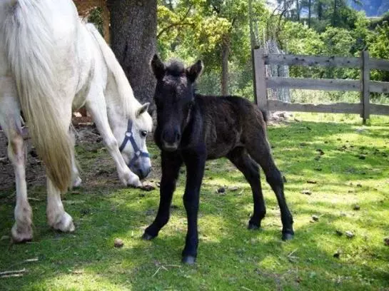 Отель Sagenschneider