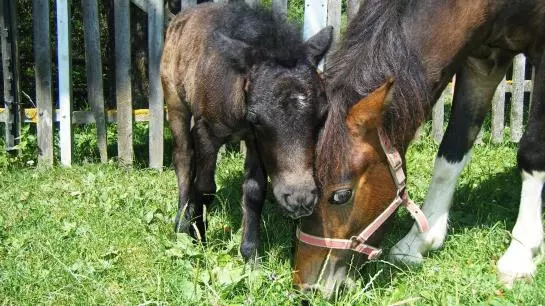 Отель Sagenschneider