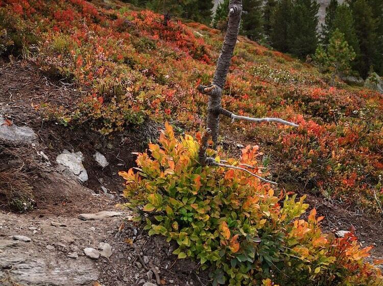 Bed and Breakfast Appartements Glungezer