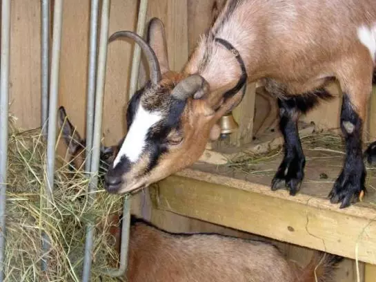 Kinderparadies Bachbauer